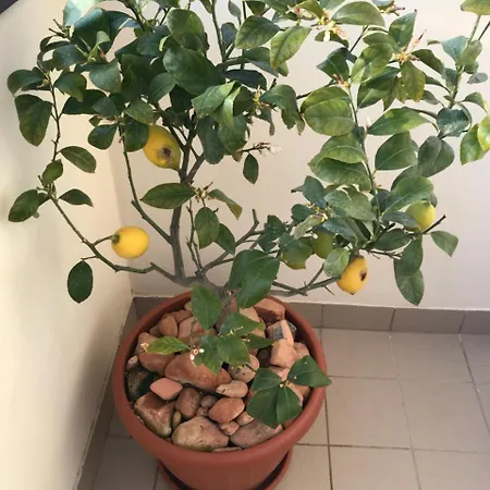 Rodi - Trilocale * Giulianova